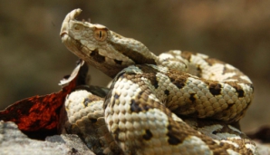 Trei persoane reţinute pentru contrabandă cu venin de viperă vor sta în arest la domiciliu