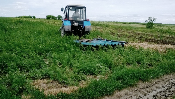 "MAC 2014" sau războiul împotriva traficanţilor de droguri. Un hectar de cânepă, distrus la frontiera cu Ucraina