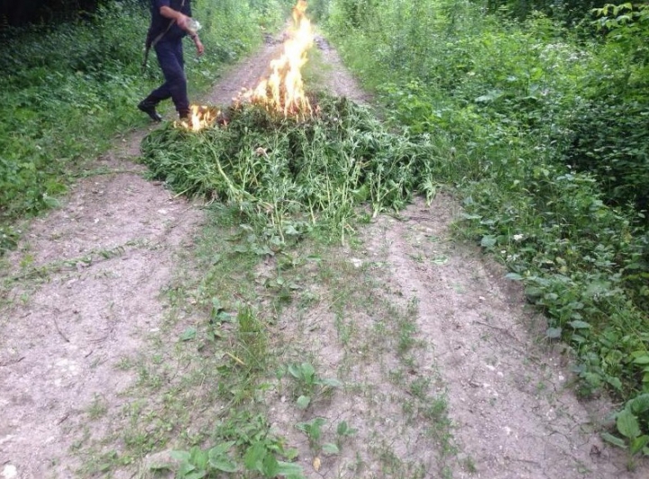 Pădurea Domnească - raiul ascuns pentru plantaţii de cânepă 