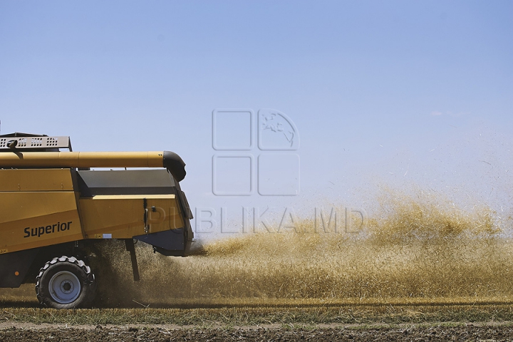 GALERIE FOTO de la seceriş! Fermierii au strâns prima roadă de grâu din acest an