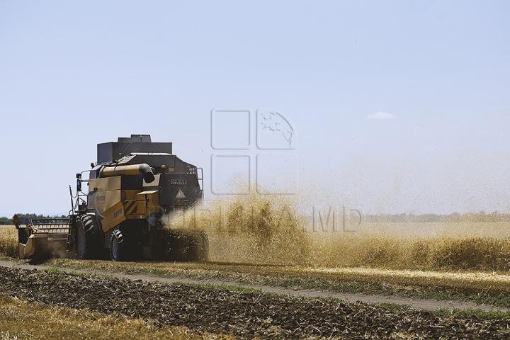 GALERIE FOTO de la seceriş! Fermierii au strâns prima roadă de grâu din acest an