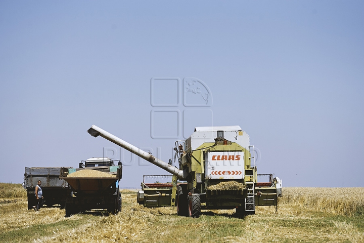 GALERIE FOTO de la seceriş! Fermierii au strâns prima roadă de grâu din acest an