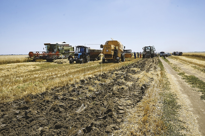 GALERIE FOTO de la seceriş! Fermierii au strâns prima roadă de grâu din acest an