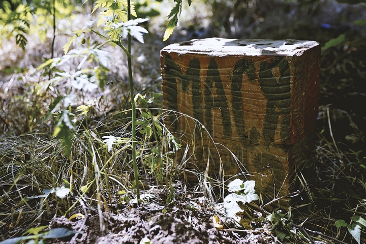 Dragoste extremă! Într-o pădure din capitală a fost improvizat un cimitir pentru animale (GALERIE FOTO)  