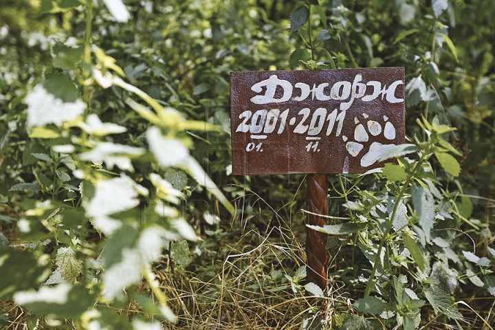 Dragoste extremă! Într-o pădure din capitală a fost improvizat un cimitir pentru animale (GALERIE FOTO)  