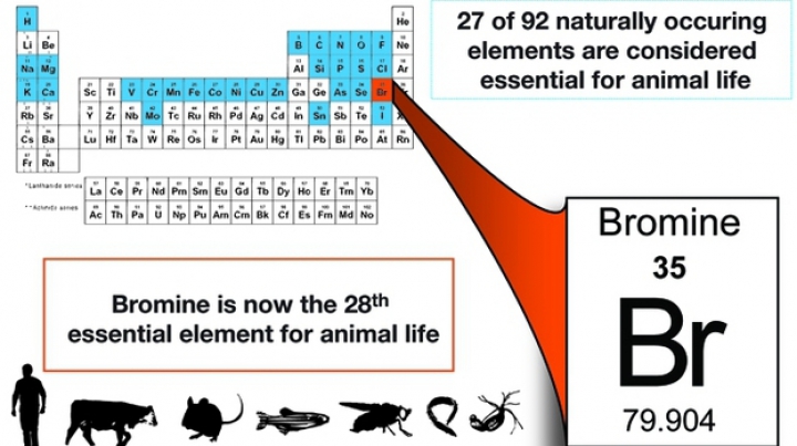Cercetătorii au descoperit cel de-al 28-lea element necesar vieţii pe Pământ