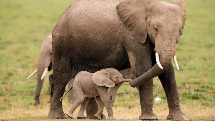 Momentul emoţionant în care un pui de elefant se reîntâlneşte cu mama lui (VIDEO)