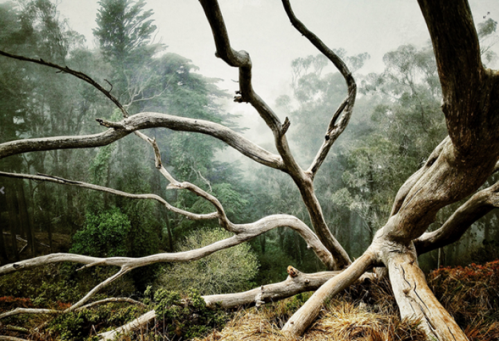 Cele mai bune fotografii realizate cu un iPhone (GALERIE FOTO)