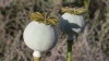 Plante de mac, descoperite printre porumbul plantat de nişte gospodari din Donduşeni