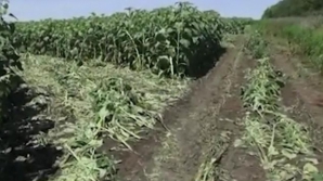 Consiliul de Securitate al Ucrainei a publicat DOVEZI VIDEO pe unde au fost aduse din Rusia rachetele Grad