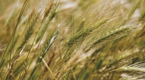 Date îmbucurătoare: Producţia agricolă este în creştere