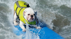 Concurs inedit pe o plajă din California. Zeci de câini s-au urcat pe plăcile de surf şi au plonjat în valuri VIDEO