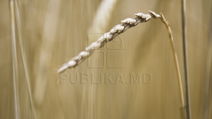 Fermierii moldoveni investesc în agricultura verde. Un agricultor din Criuleni cultivă un soi special de grâu