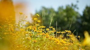 Prima zi de weekend vine cu vreme frumoasă în toată ţara