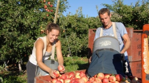 Surprinşi de embargoul rusesc, unii fermieri moldoveni îşi fac griji pentru soarta afacerilor