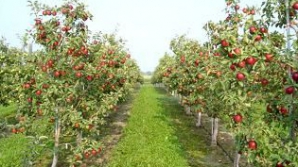 Deprecierea leului loveşte în agricultori. Cei mai afectaţi sunt pomicultorii