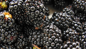 An greu pentru producătorii de mure. Recolta va fi cu 30% mai mică decât anul trecut