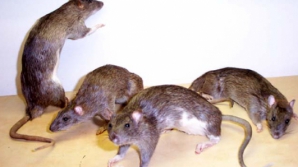 Mari bătăi de cap pentru autorităţile din Franţa. Şobolanii au invadat Parisul