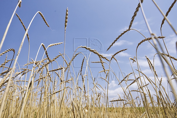 Fermierii moldoveni investesc în agricultura verde. Un agricultor din Criuleni cultivă un soi special de grâu