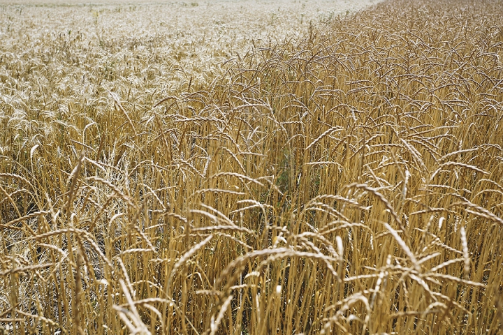 Fermierii moldoveni investesc în agricultura verde. Un agricultor din Criuleni cultivă un soi special de grâu