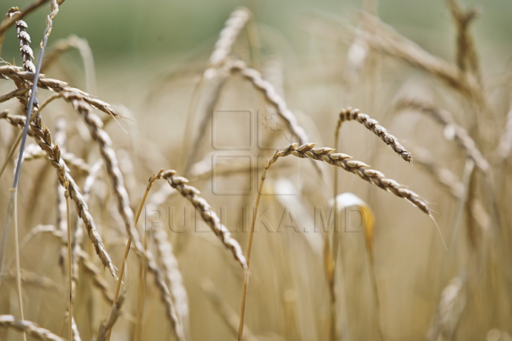 Fermierii moldoveni investesc în agricultura verde. Un agricultor din Criuleni cultivă un soi special de grâu