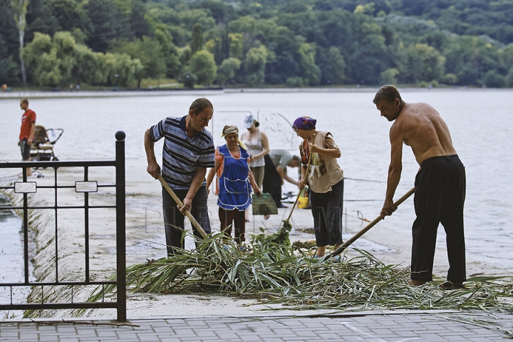 Cu greble și pături! Cum LUPTĂ muncitorii cu stuful din lacul de la Valea Morilor (GALERIE FOTO)