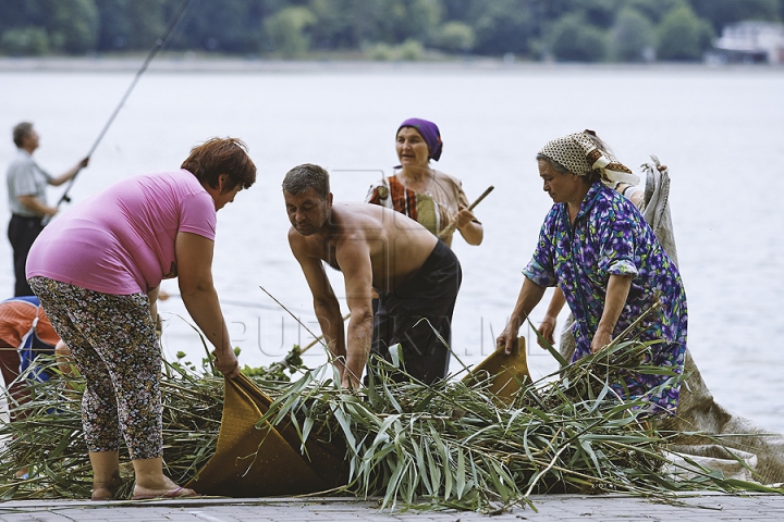 Cu greble și pături! Cum LUPTĂ muncitorii cu stuful din lacul de la Valea Morilor (GALERIE FOTO)