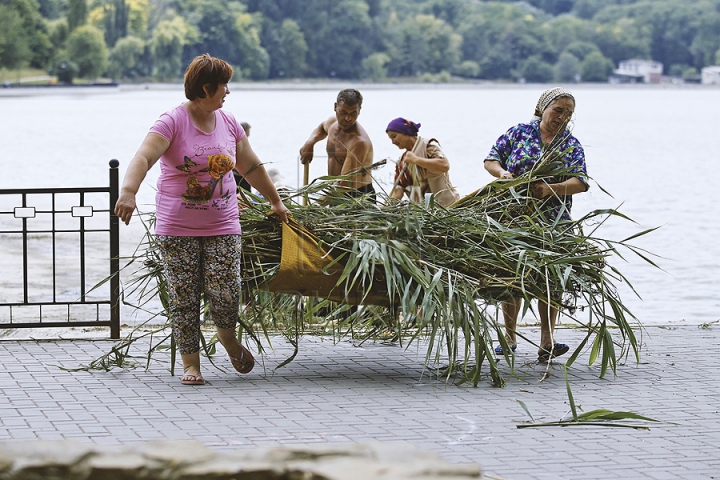 Cu greble și pături! Cum LUPTĂ muncitorii cu stuful din lacul de la Valea Morilor (GALERIE FOTO)