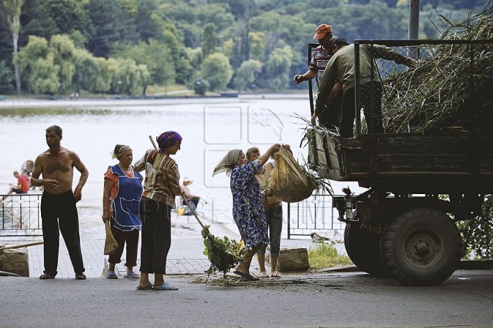 Cu greble și pături! Cum LUPTĂ muncitorii cu stuful din lacul de la Valea Morilor (GALERIE FOTO)