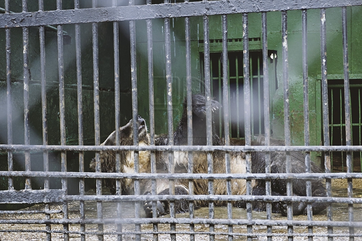 Măsuri anti-caniculă la Zoo Chișinău. Urșii au parte în aceste zile de proceduri hidroterapeutice (GALERIE FOTO)