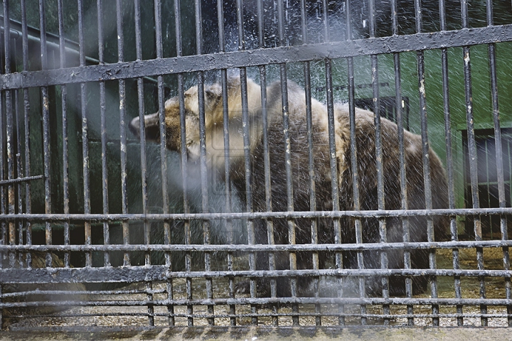 Măsuri anti-caniculă la Zoo Chișinău. Urșii au parte în aceste zile de proceduri hidroterapeutice (GALERIE FOTO)