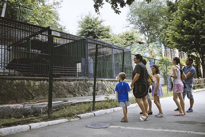 Măsuri anti-caniculă la Zoo Chișinău. Urșii au parte în aceste zile de proceduri hidroterapeutice (GALERIE FOTO)