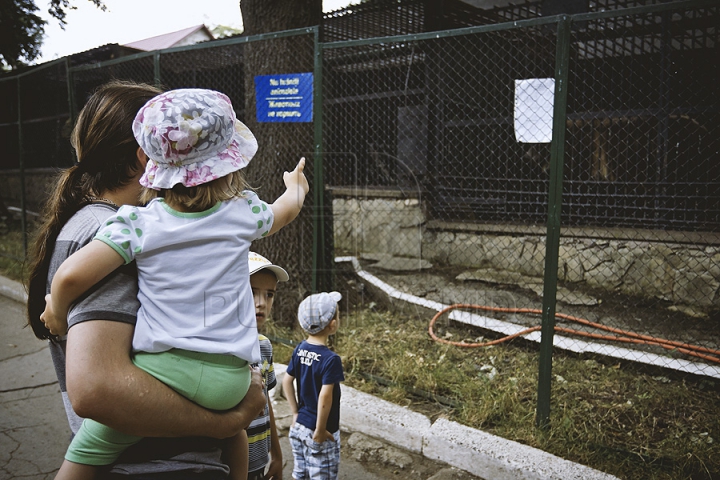 Măsuri anti-caniculă la Zoo Chișinău. Urșii au parte în aceste zile de proceduri hidroterapeutice (GALERIE FOTO)