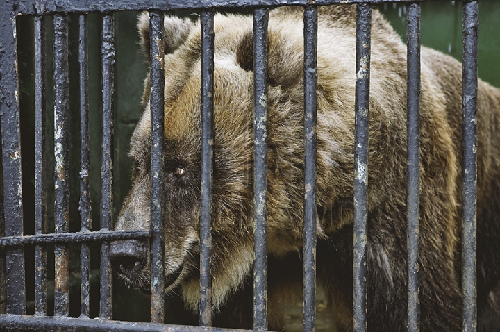 Măsuri anti-caniculă la Zoo Chișinău. Urșii au parte în aceste zile de proceduri hidroterapeutice (GALERIE FOTO)