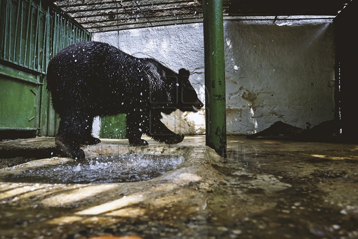 Măsuri anti-caniculă la Zoo Chișinău. Urșii au parte în aceste zile de proceduri hidroterapeutice (GALERIE FOTO)