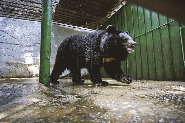 Măsuri anti-caniculă la Zoo Chișinău. Urșii au parte în aceste zile de proceduri hidroterapeutice (GALERIE FOTO)