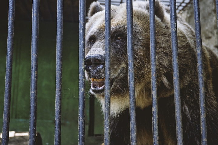 Măsuri anti-caniculă la Zoo Chișinău. Urșii au parte în aceste zile de proceduri hidroterapeutice (GALERIE FOTO)