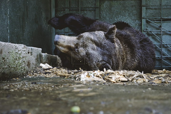 Măsuri anti-caniculă la Zoo Chișinău. Urșii au parte în aceste zile de proceduri hidroterapeutice (GALERIE FOTO)