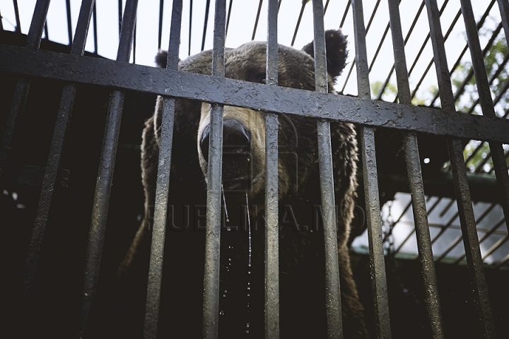 Măsuri anti-caniculă la Zoo Chișinău. Urșii au parte în aceste zile de proceduri hidroterapeutice (GALERIE FOTO)