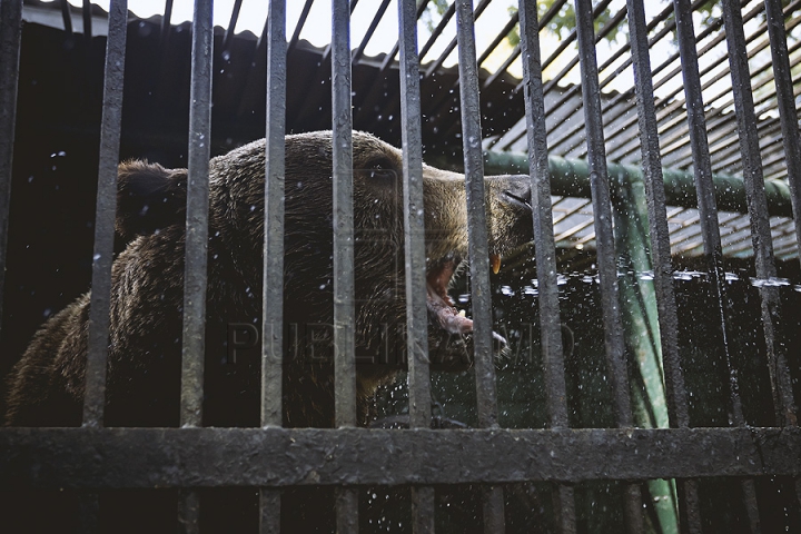 Măsuri anti-caniculă la Zoo Chișinău. Urșii au parte în aceste zile de proceduri hidroterapeutice (GALERIE FOTO)