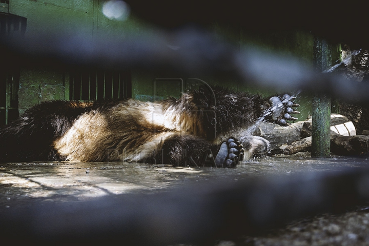 Măsuri anti-caniculă la Zoo Chișinău. Urșii au parte în aceste zile de proceduri hidroterapeutice (GALERIE FOTO)