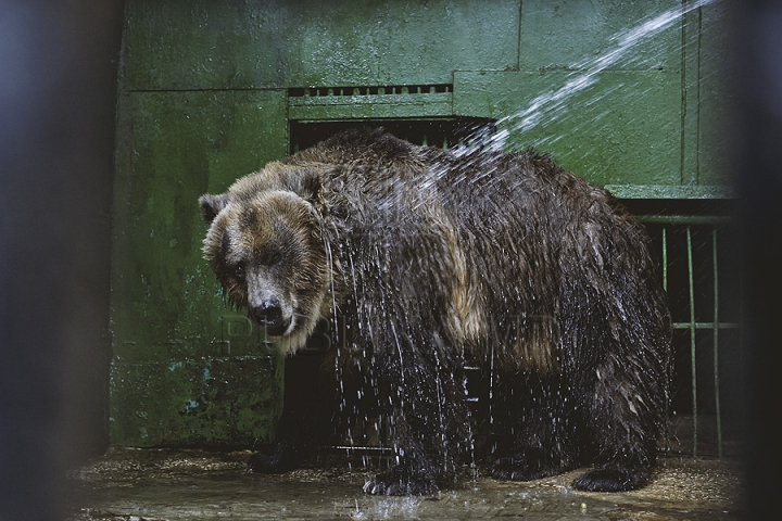 Măsuri anti-caniculă la Zoo Chișinău. Urșii au parte în aceste zile de proceduri hidroterapeutice (GALERIE FOTO)