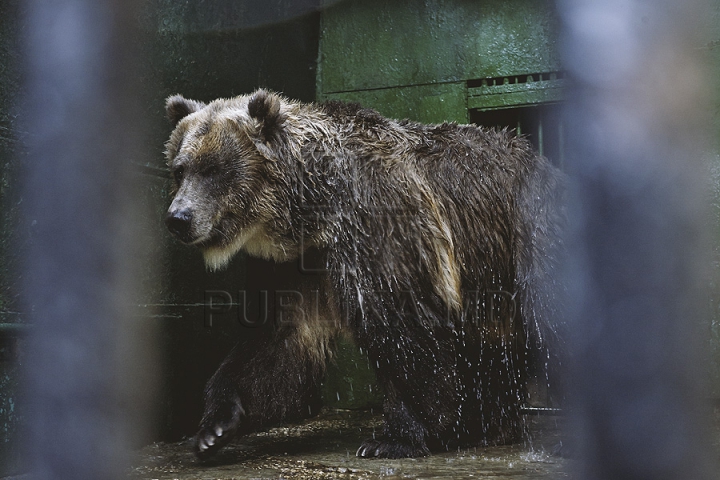 Măsuri anti-caniculă la Zoo Chișinău. Urșii au parte în aceste zile de proceduri hidroterapeutice (GALERIE FOTO)