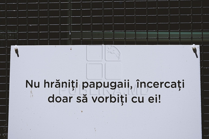 (GALERIE FOTO) "Papugai şi cuşte"! Dacă mergi la Grădina Zoologică din capitală vei râde cu poftă DETALII