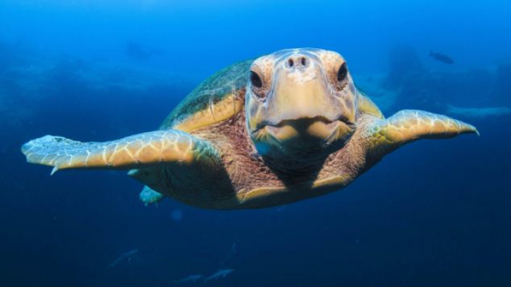 Senzaţii unice. Un fotograf şi-a făcut câteva imagini selfie cu o broască ţestoasă gigant (FOTO)