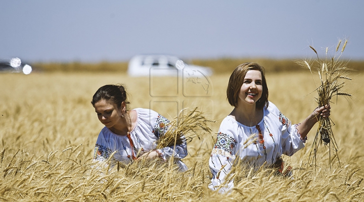 Producătorii de cereale prognozează roade bune: Grâul e mai mult şi mai calitativ decât anul trecut  