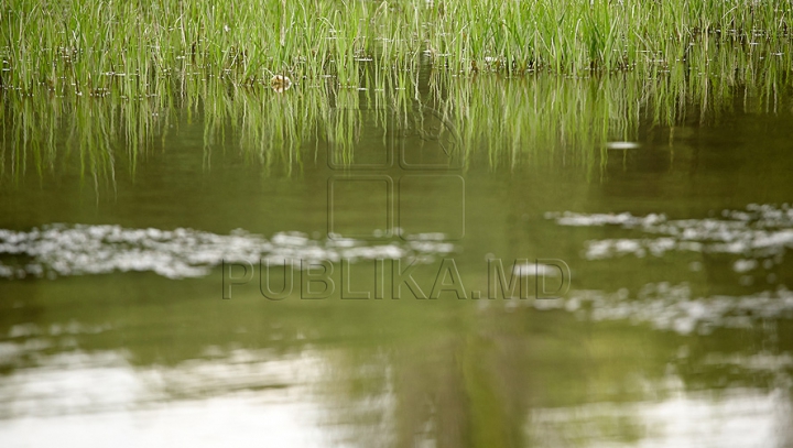 Toată lumea s-a întrebat de unde a apărut... Ce au descoperit oamenii într-un lac (FOTO)