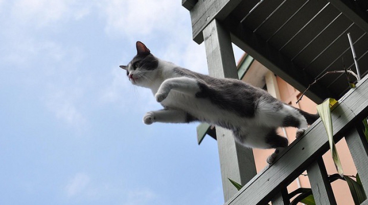 Viral pe Internet! O pisică "fără o doagă" face parkour (VIDEO)