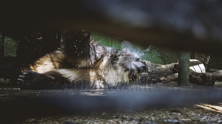 Măsuri anti-caniculă la Zoo Chișinău. Urșii au parte în aceste zile de proceduri hidroterapeutice (GALERIE FOTO)