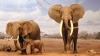 Studiu: A fost descoperită o nouă specie de elefanți. Câte categorii trăiesc pe Pământ